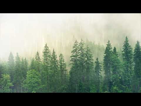 #Shorts      🌧🌨Rain Sound In The Forest. Go To Sleep With Beautiful Rain Sound