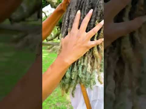 Hydrate your locs with Moisture butter￼￼.