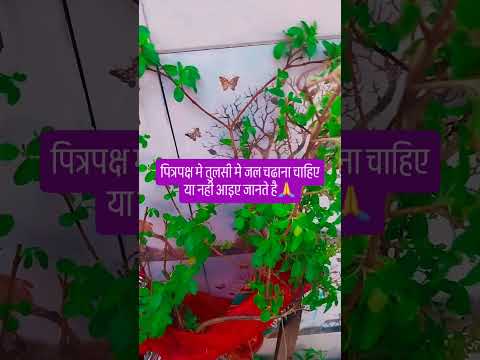 पित्रपक्ष मे क्या तुलसी मे जल चढाना चाहिए या नही #upay #pradeepmishrajidhankeupay  #hindufestival