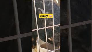 #youtubeshorts #lucky #luckypiggy #luckypigeon