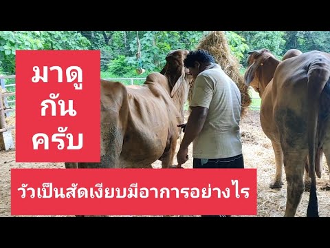 วิธีสังเกตอาการวัวเป็นสัดเงียบ - อาชีพสร้างรายได้Channel