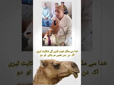 #camel #leg #cut, #wadera #sanghar #ppp #darinda #insaaf #sindh #govt