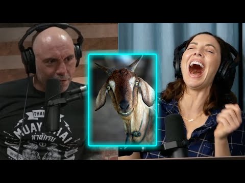 Joe Rogan was attacked by a Goat 🐐🐐🐐