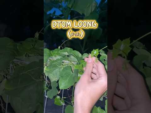 The Thai leaf that can improve your eyes, get rid of your rash, and add some zest to your soup #thai