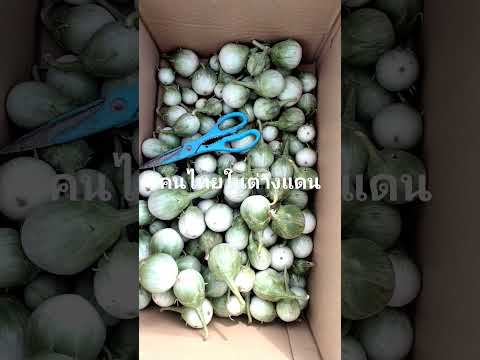 23 พฤษภาคม ค.ศ. 2025