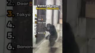 Ranking funny monkey moments
