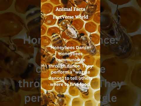 Honey Bee Dance #shorts #animals