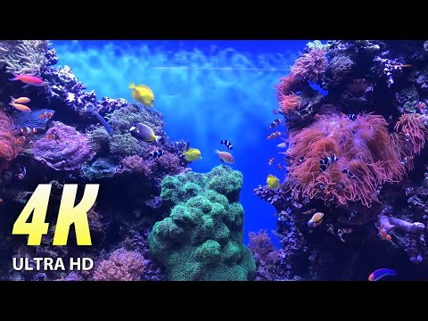 AQUARIUM:  Underwater lively life, Relaxing Music, Cure Your Health and Enjoy Comfortable Sleep