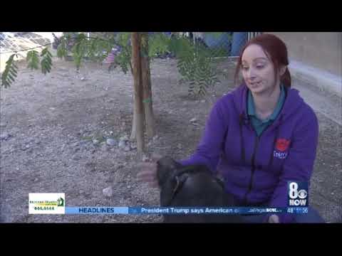 Influx of pot belly pigs at Las Vegas Animal Foundation: February 25, 2019