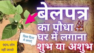 घर मे लगाना शुभ या अशुभ? बेलपत्र का पौधा किस दिशा मे लगाएं। Belpatra। vastu tips #mahadevspecial