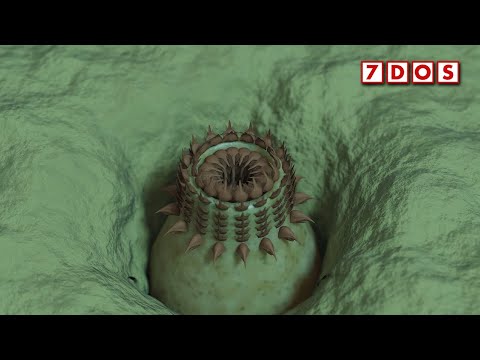 New Species of Predatory Worm Lived Half a Billion Years Ago
