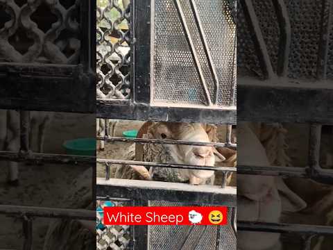 sheep baa baa black sheep | Pet sheep #pets #sheep #shorts