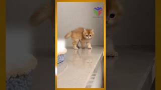 Cute Cats Life Actions Styles #cat (Part 6)