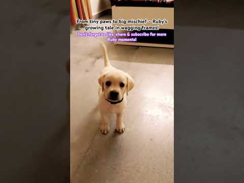 Our Little Miracle: Ruby’s Journey from 45 Days |  #pets #cute #petlover#shorts #youtubeshorts