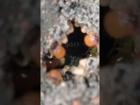 kesibukan rayap pekerja menambal lubang sarang agar kembali tertutup 💪💪