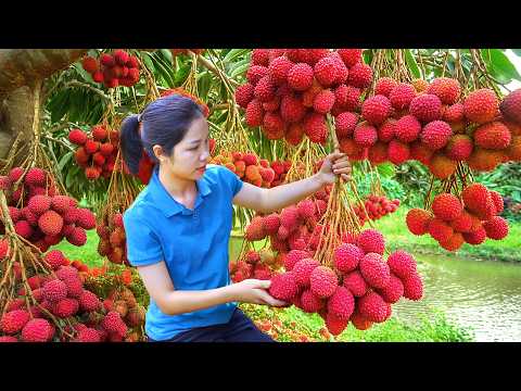 Harvesting 1000 + Lychee in the forest To Sell At Market, Litte Duck Care|Tieu Ca - Free Bushcraft
