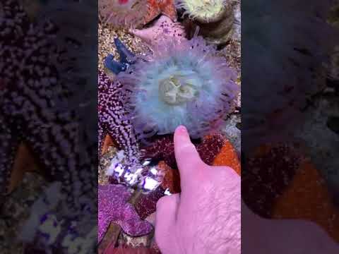 Hand Hugs From SEA URCHINS?! #shorts