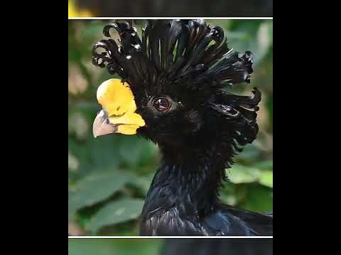 Great Curassow  #short #birds #beautifulpets #birdspecies