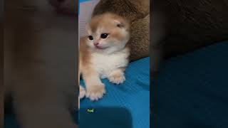 tiny heart stealer #cat #shorts #kitten #kittenlove #cutekitten #tinycat #catsoftiktok