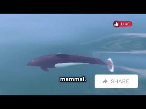5 Animals That Are Facing Extinction | Avery Bliss