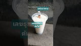 #แค่แนวทาง#สลากกินแบ่งรัฐบาล#เลขรวยทรัพย์ #ธูปพี่สาวต้นไม้