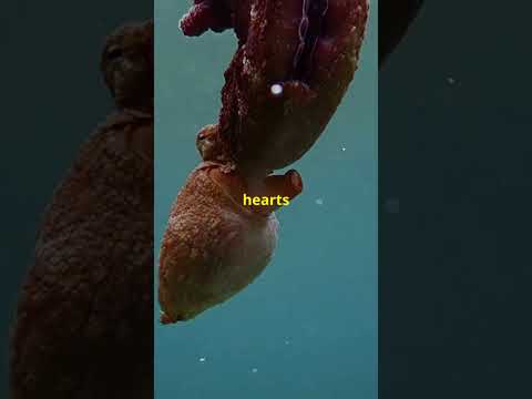 "5 Mind-Blowing Facts About Octopuses | Ocean Escape Artists 🐙🌊"