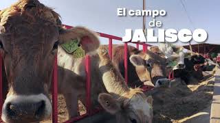 Arriba Jalisco