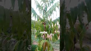अशोक#shorts#ashok ke fayde#viral_shorts