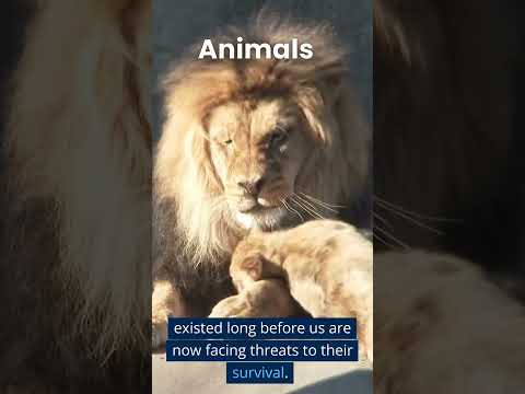 Animals