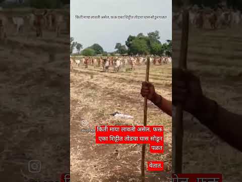 I Rani statusकिती माया लावली असेल. फक्त एका शिट्टीत तोंडचा घास सोडून पळतयेतात.##s #love #status