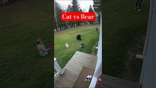 Brave Cat. #animals #cat #shorts #short #quickclip #youtubeshorts #shortvideo #ytshorts #bear