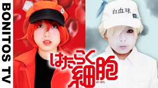 【はたらく細胞】コスプレやってみた！ 白血球 赤血球   Cosplay Cells at Work! アニメ 映画 コミック ♥ -Bonitos TV- ♥