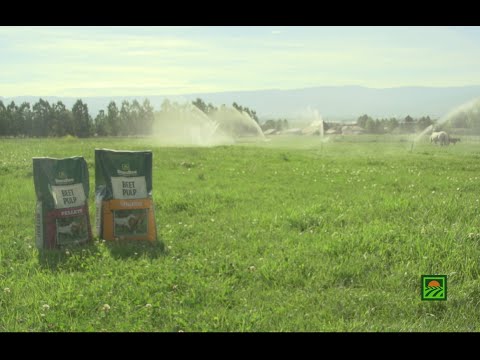 Standlee Premium Western Forage® Beet Pulp Products