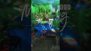 AG7☘️ Aquaticgoldfish