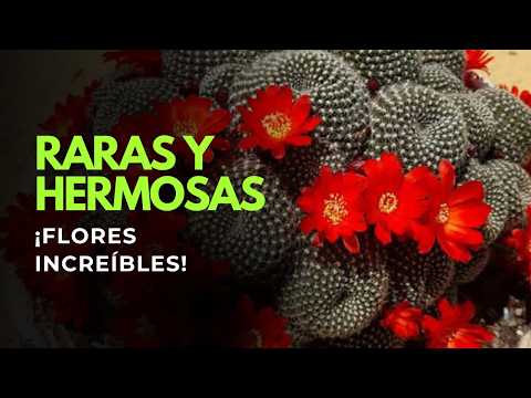 Flowering Cactus: Varieties You Should Know