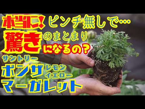 えっ！本当？【ガーデニング】ボンザマーガレット花つき抜群!!ピンチ無しで驚きのまとまり本当になるの？と言う事でグリーンアドバイザーハナボンが試します【園芸】植え方・育て方・初心者の方に。