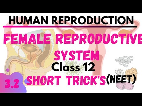 Female Reproductive System |HUMAN REPRODUCTION | NEETSHORTTRICK | NEETTRICK | CLASS 12 NCERT BIOLOGY