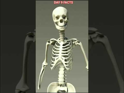 How Strong human bones are?