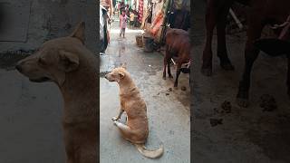 #shorts #shortvideo #doglovers #viral #streetdog #dog #cowlover#geetakumari