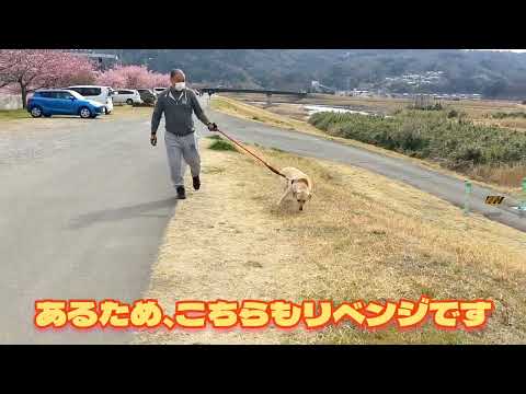 しし丸は梅と桜のお花見をしましたの巻