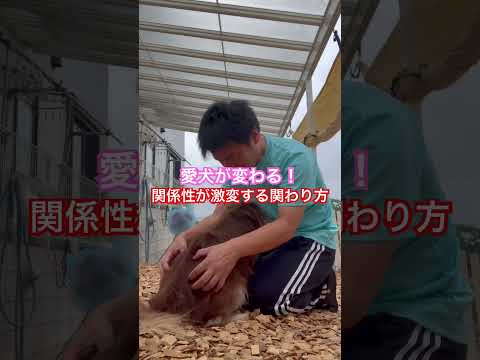 ※説明欄見てね！【愛犬が変わる！関係性が激変する関わり方】