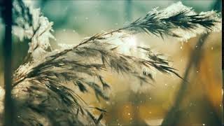 Beautiful Relaxing Hymns | Peaceful Calm Instrumental Music | Morning Sunrise | Meditation Relaxing