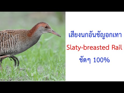 เสียงนกอันชัญอกเทา Slaty-breasted Rail Gallirallus striatus 2021