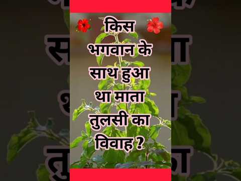 किस भगवान के साथ हुआ था माता तुलसी का विवाह ? | Tulsi Vivah kaise karen | तुलसी विवाह 2024 | #tulsi