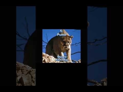 AMAZING biggest big cats! #animals #bigcat #lion #tiger #barbarylion #top10 #shorts