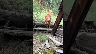 Future Lifesavers — SAR Dogs Training 🐕‍🦺