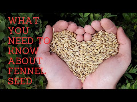 UNLOCK THE HEALTH BENEFITS OF FENNEL SEEDS//Nadstrong