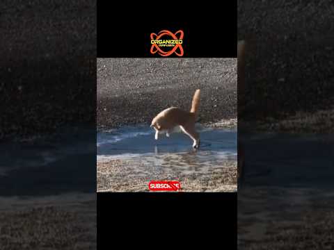 My cat just discovered ice is nature’s banana peel. Welcome to another Organized Confusion!