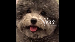 SILVER - 10CM x TJ Monterde | OFFICIAL MUSIC VIDEO