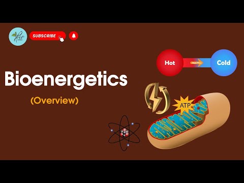 Introduction to Bioenergetics | Bioenergetics overview | Class 11